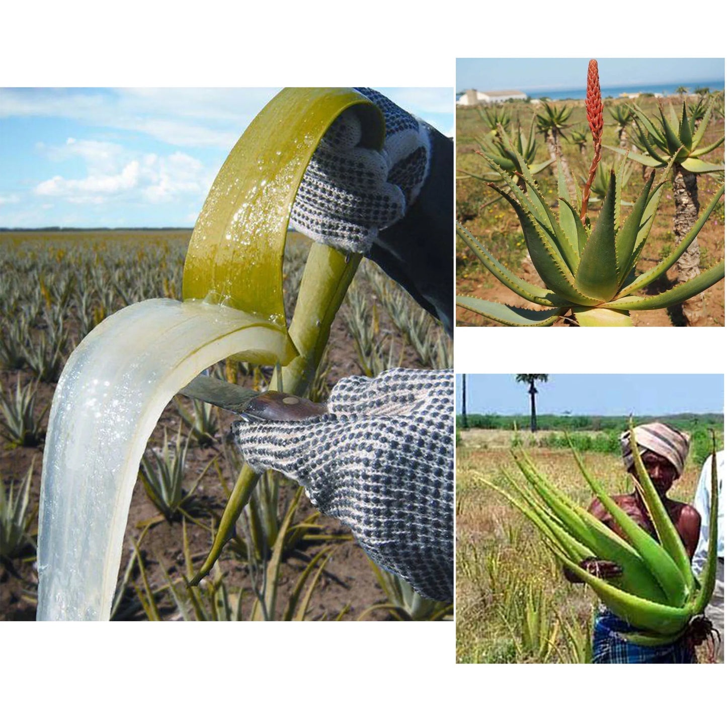 Artisanal Traditional Powerful Hair Nourishing Oil Giving Africans Long Natural Hair