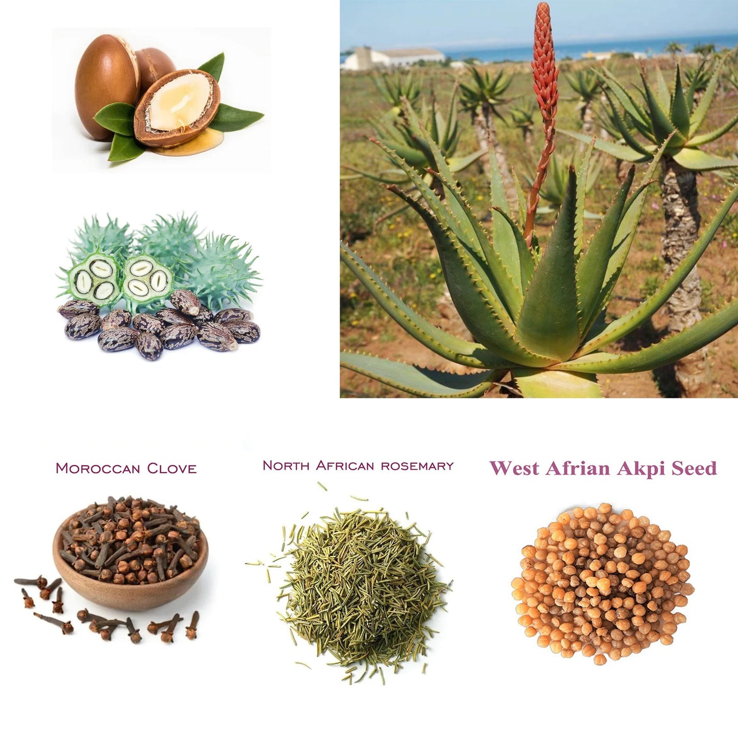 Artisanal Traditional Powerful Hair Nourishing Oil Giving Africans Long Natural Hair