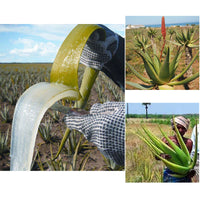 Artisanal Traditional Powerful Hair Nourishing Oil Giving Africans Long Natural Hair