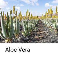 Aloe Vera Moisturizing Shampoo Bar, Plant Extract Essence Deep Cleansing Shampoo and Hair Care Soap