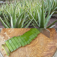 50ml Layden Oil African Traditional Handmade Scalp & Hair Roots Strengthening Hot Oil